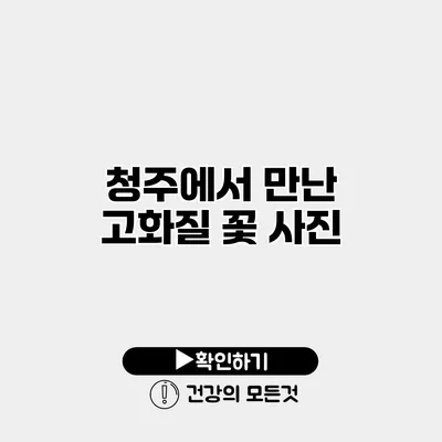 청주에서 만난 고화질 꽃 사진